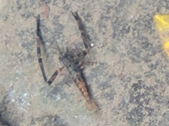 Macrobrachium latidactylus