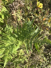 Dryopteris arguta