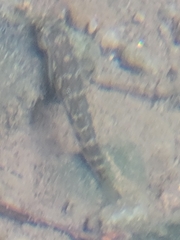Sicyopterus lagocephalus