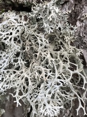 Pseudevernia