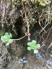 Sedum oreganum