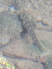 Sicyopterus lagocephalus