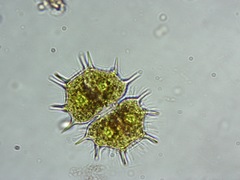 Xanthidium cristatum