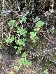 Sedum oreganum