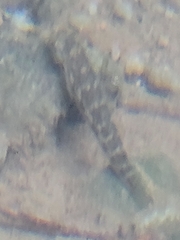 Sicyopterus lagocephalus