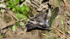 Chiomara georgina