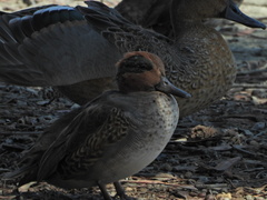 Anas crecca carolinensis