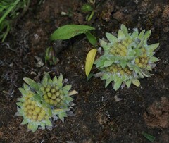 Chthonocephalus pseudevax