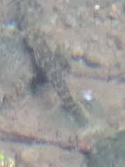Sicyopterus lagocephalus