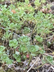 Sedum oreganum