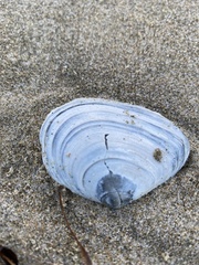 Tellinoidea