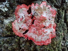 Herpothallon