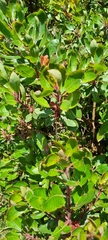 Arbutus xalapensis