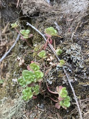 Sedum oreganum