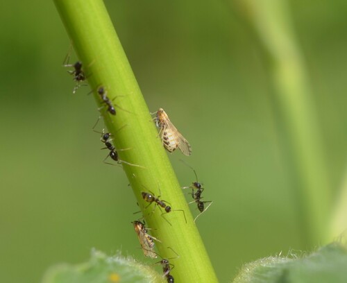 Corn Delphacid photo 3