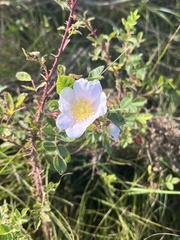 Rosa californica