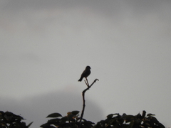 Pyrocephalus rubinus