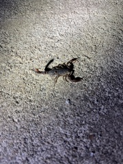 Pseudouroctonus reddelli