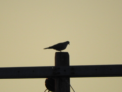 Streptopelia decaocto