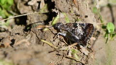 Chiomara georgina