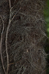 Toxicodendron radicans