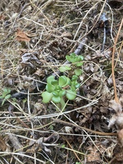 Sedum oreganum