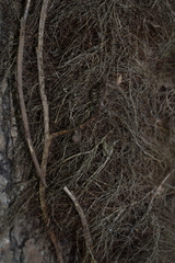 Toxicodendron radicans