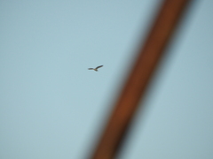 Pelecaniformes