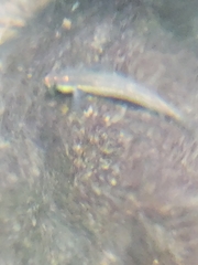 Samoan Riffle Goby photo 2