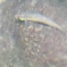 Stiphodon hydoreibatus - Photo 由 John P 所上傳的 (c) John P，保留部份權利CC BY-NC