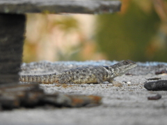 Sceloporus torquatus