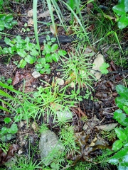 Ostericum maximowiczii maximowiczii