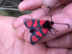 Zygaena cuvieri