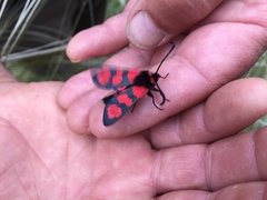 Zygaena cuvieri