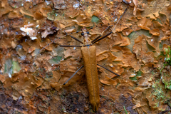 Proholopterus annulicornis