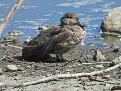 Anas crecca carolinensis