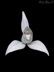 Codonorchis lessonii