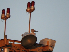 Streptopelia decaocto