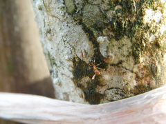 Tetramorium
