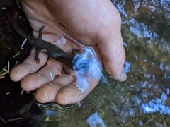 Dicamptodon tenebrosus