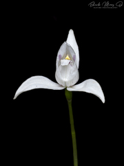 Codonorchis lessonii