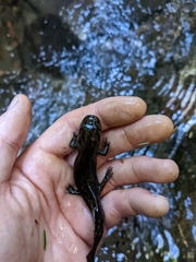 Dicamptodon tenebrosus