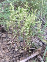 Callipeltis cucullaris