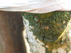 Tetramorium