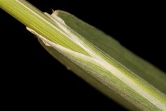 Sorghastrum elliottii