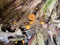 Craterellus ignicolor