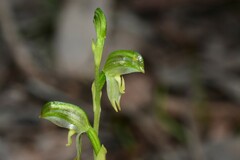 Pterostylis diminuta