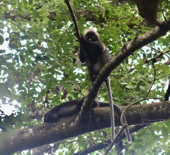 Trachypithecus obscurus