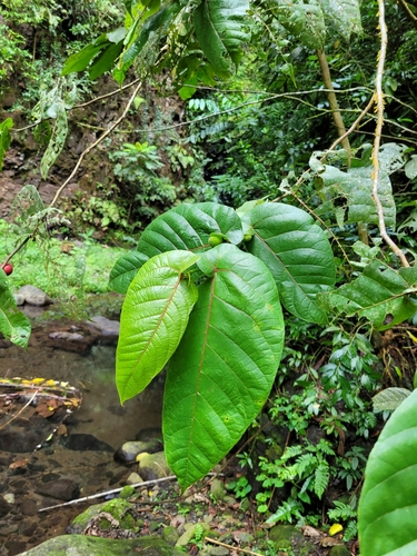 Ficus uniauriculata observed 2022-09-26