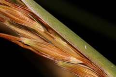 Sorghastrum elliottii